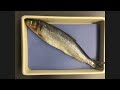 How to do a fish dissection