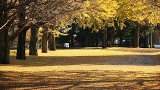 紅葉黄葉の昭和記念公園 2016