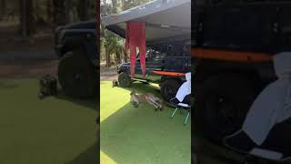 Kangaroo rests in tent shade in South Durras, Australia