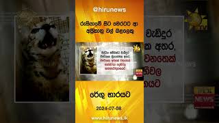 රුසියාවේ සිට මෙරටට ආ අප්‍රිකානු වල් බළලෙකු රේගු භාරයට - Hiru News