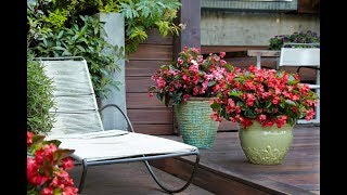 Surefire Begonias--Love the Shade and the Sun!