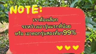 มะยงชิดล่วง รุ่น1 เพราะอะไร? #มะยงชิด #ล่วง