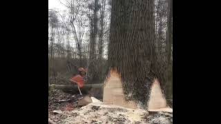 Felling a poplar tree with 24 3 Fm Vfm