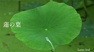 美の景色 「蓮の葉」 雨粒あそぶ美風景