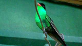 Jamaican Doctor Hummingbird at Rocklands Bird Sanctuary