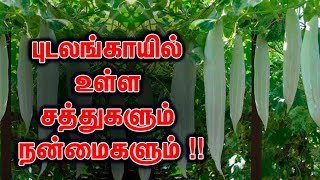 புடலங்காயில் உள்ள சத்துகளும் நன்மைகளும் ! Nutrients and Benefits of Snake Gourd !!