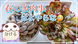 #多肉植物🪴NO.409 分ける