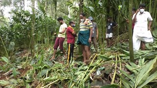 നാടിറങ്ങി കാട്ടാനക്കൂട്ടം; നശിപ്പിച്ചത് ഏക്കർകണക്കിന് കൃഷി | Wild elephant