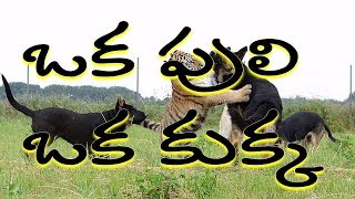 Tiger playing with a dog || పులితో ఆటలాడుకున్న కుక్క