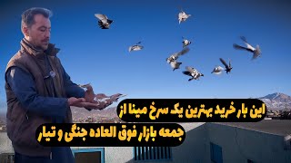 این بار خرید بهترین یک سرخ مینا از جمعه بازار فوق العاده جنگی و تیار/0191Afghan Shawqi