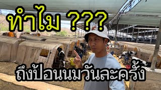 ทำไมถึงป้อนนมวัววันละครั้ง  ฟาร์มวัวนมในอิสราเอล