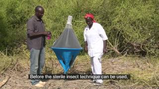 The IAEA and Food: Tsetse Fly Eradication - Senegal