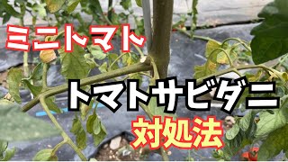 【トマトサビダニ対処法】ミニトマトの作り方