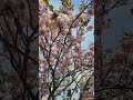 #cherryblossom #ytshortsvideo #ytviral #viral #ytshort #tree #youtubeshorts #nydesitraveler