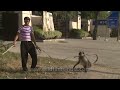 langur attacks his owner