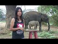 oom chakawan elephant sculpture 2 thai language รูปปั้นช้างไทย