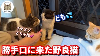 帰らない野良猫！？/久しぶりに会った野良猫に家猫がこうなりました。。