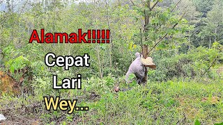 alamak!!!! cepat lari wey