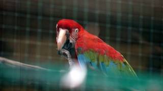 20+ birds you can see in Vandalur Zoo, Chennai