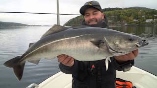 Pesca del bacalao con equipos Cinnetic