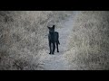 rare black serval on film in the eastern serengeti