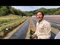 作業日誌【＃10】ズッキーニの定植　～2525（ニコニコ）農園のyoutube動画～