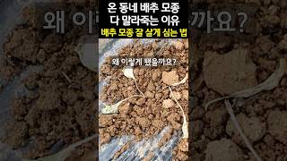 온 동네 배추 모종 다 말라 죽는 이유 - 배추 모종 잘 살게 심는 법