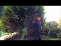 TAKING A CONIFER DOWN AND TAKING THE STUMP OUT