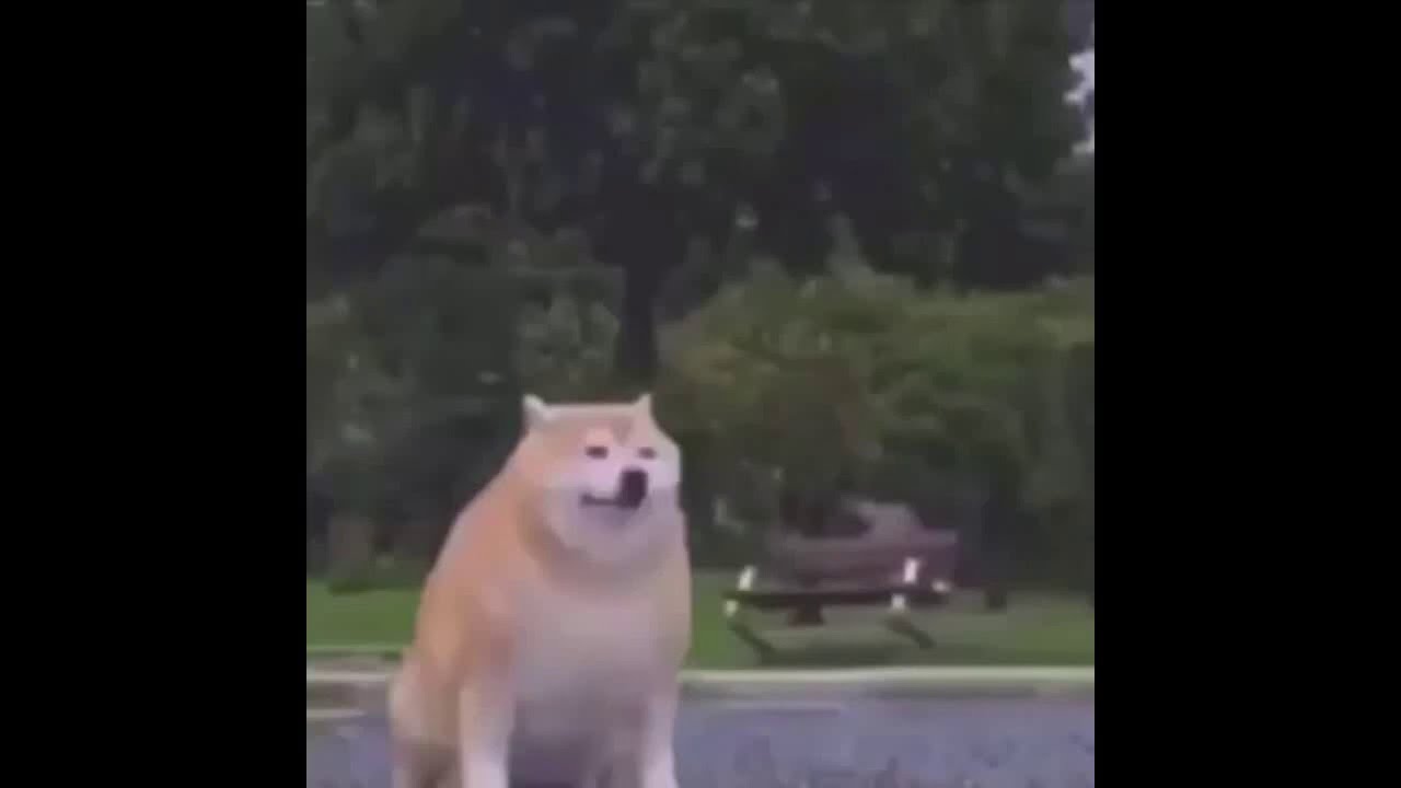Dog Disappearing Meme Youtube