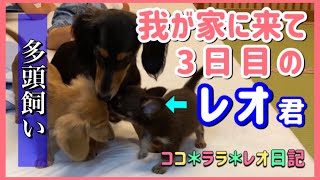 可愛い子犬のチワワ、我が家に来て3日が経ちました！／Cute puppy Chihuahua, 3 days have passed since he came to my house.