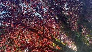 英国小镇秋景 II（Autumn Foliage in a Town near London, Oct 2024）