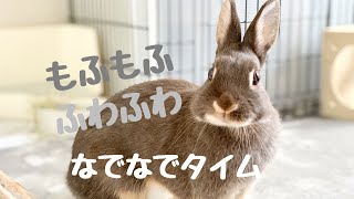 なでなで大好きなうさぎさんとの暮らし。はぐ　#10