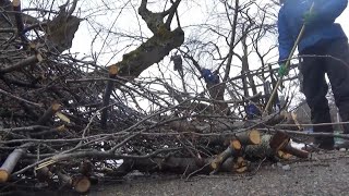 桜の樹高は７ｍに調整　弘前公園で桜の剪定始まる