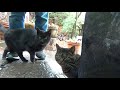 猫のパン屋さん cat 猫