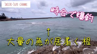 たくさんの魚が居着く根を見つけました#沖縄ルアー釣り #沖縄ライトゲーム #ルアーフィッシング #釣りチャンネル