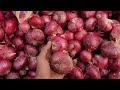 मंदसौर मंडी प्याज का भाव 26 दिसंबर 2024 mandsaur mandi pyaj ka bhav onion mandsaur_mandi_bhav