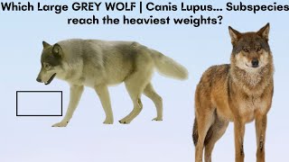 Which Large GREY WOLVES | Canis Lupus... Subspecies reach the highest weights??