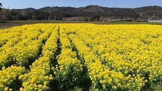 菜の花畑 「カズサの郷 愛彩畑」 千葉県君津市　2019年3月12日