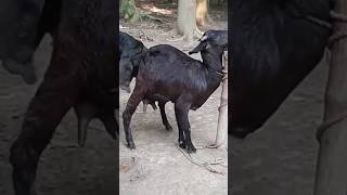 Lots of two goats they very beautiful surprising shoots we enjoy2024/:61