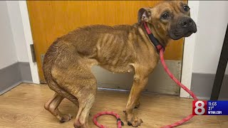 East Hartford Animal Control looking for owners of emaciated dog found on Daniel Street