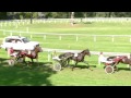 aarau 11.09.2016 10.herbst gp kanton aaragau 25.gp der zuchter