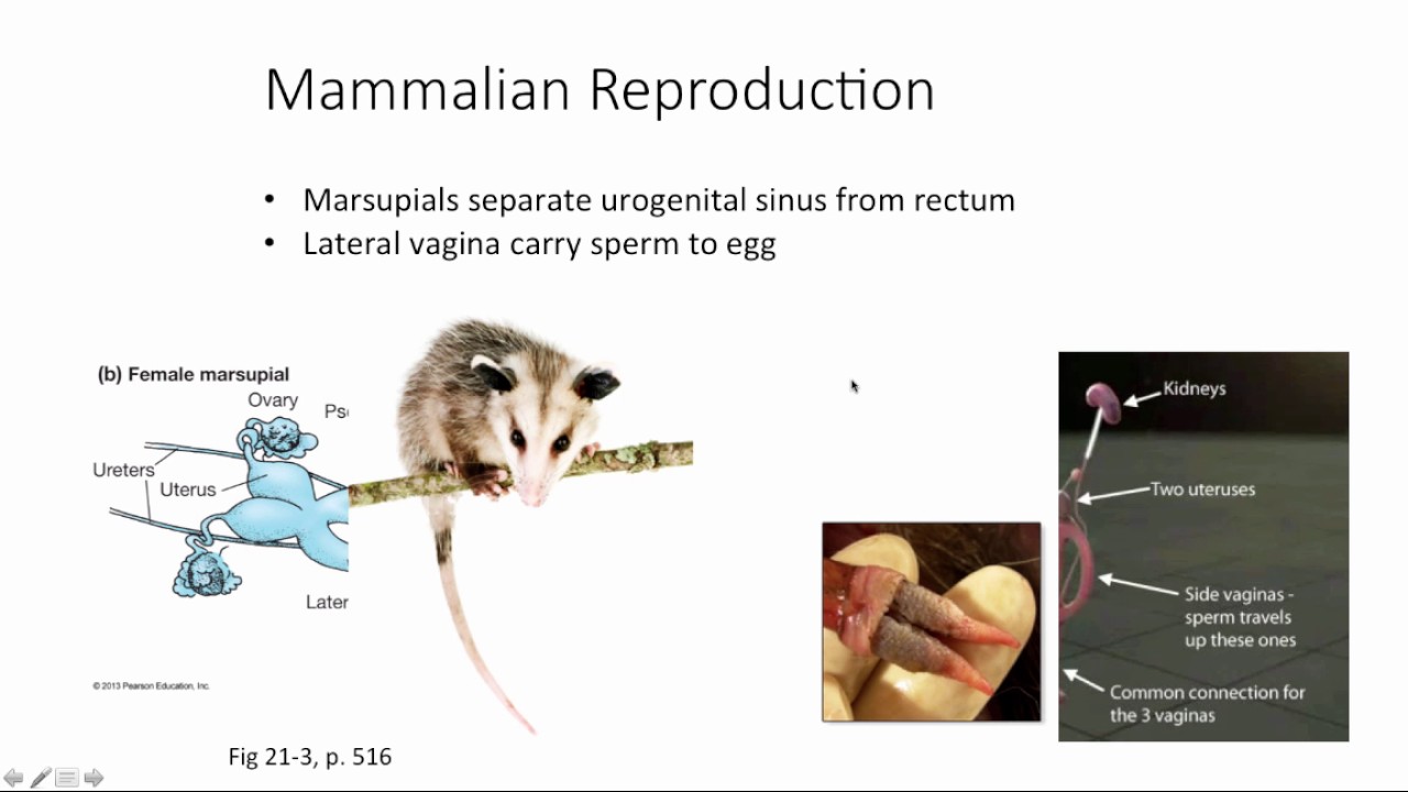 Mammalian Reproduction - YouTube