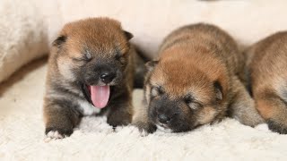 目が開いたばかりの柴犬の子犬たちです♪