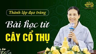 Bài học từ cây cổ thụ để xây dựng đạo tràng