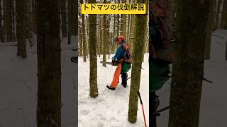 ①トドマツの安全で正確な伐倒手順🌲 雪道を歩き続けたよ☃️ 突哨山カタクリ広場❄️ 北海道旭川市✨ #ninjya #shorts #旭川市 #雪景色 #トレーシー #スティーブ #カタクリ広場