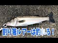 【シーバス】割りばし使って冬のシーバスを狙う！ handmade lure 鹿児島 釣り