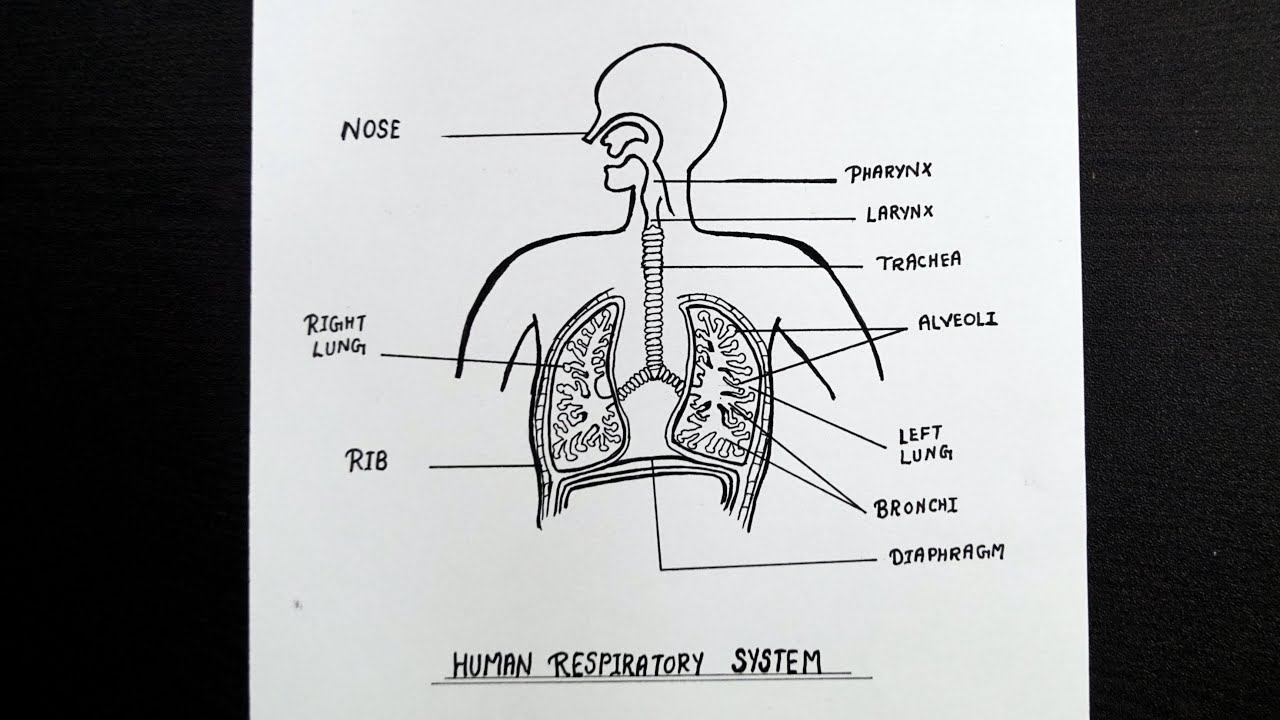 Draw A Neat Labelled Diagram Of Human Respiratory System