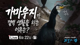 [🔴LIVE] 가마우지가 절벽생활을 하는 이유는? #와일드맵 #박하선