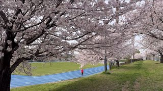 〝さくら•久留米競技場〟2024年4月5日