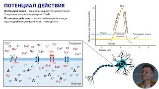 14. Потенциал покоя и потенциал действия скелетных мышц и нейронов